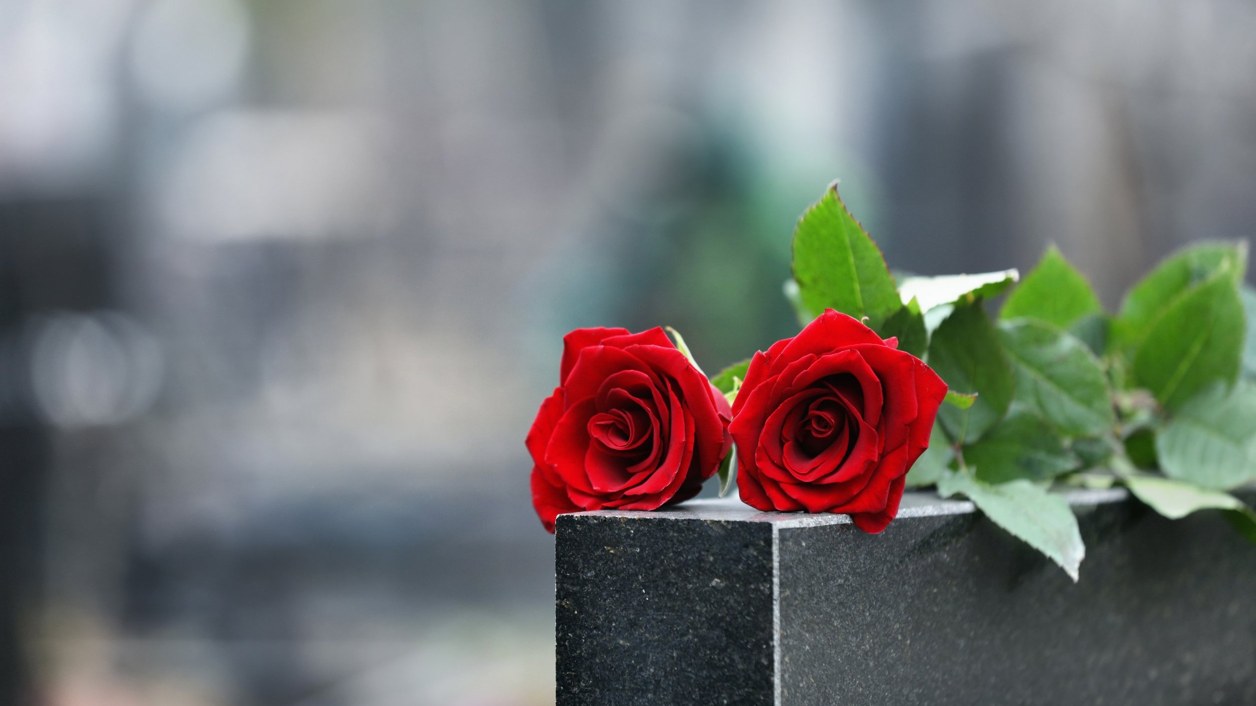 Par de rosas vermelhas sobre túmulo em cemitério