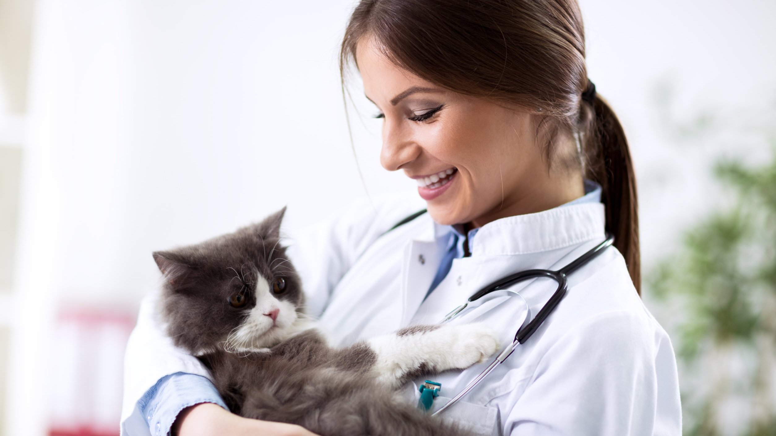 Veterinária sorrindo com gato no colo