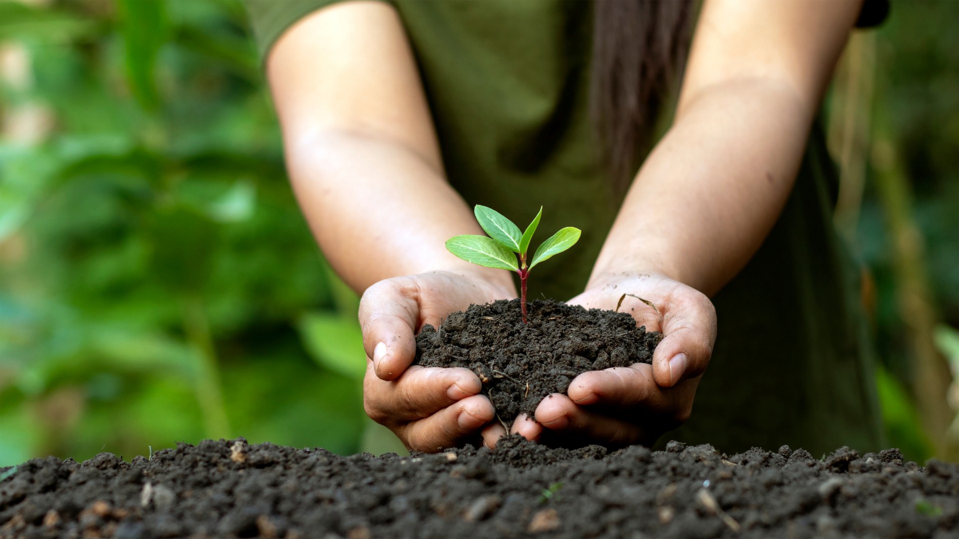 Mãos segurando uma quantidade de terra e, sobre esta, uma muda de uma planta.