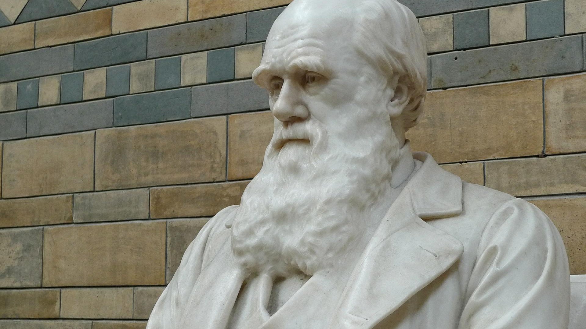 Uma estátua de Charles Darwin de gesso em exposição