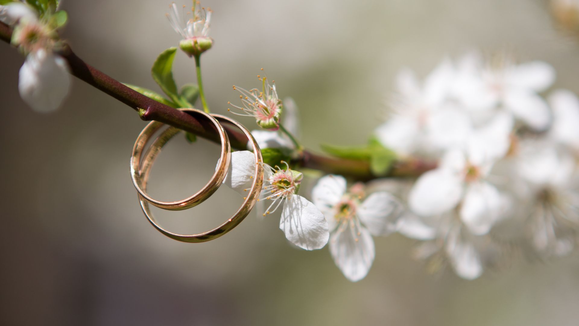 Foto de duas alianças penduradas em um galho com algumas folhas e flores brancas