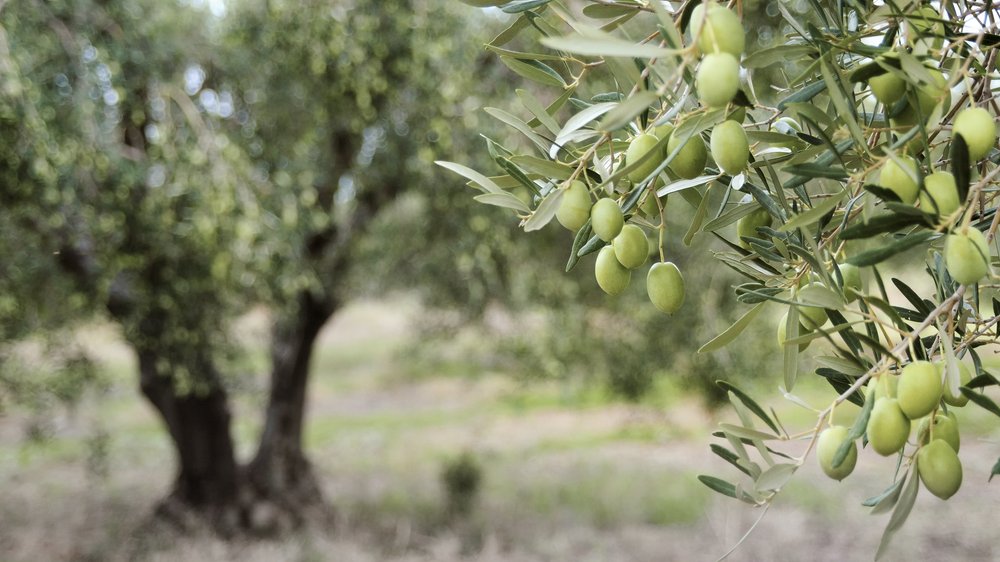 Galho com várias frutas de oliveiras