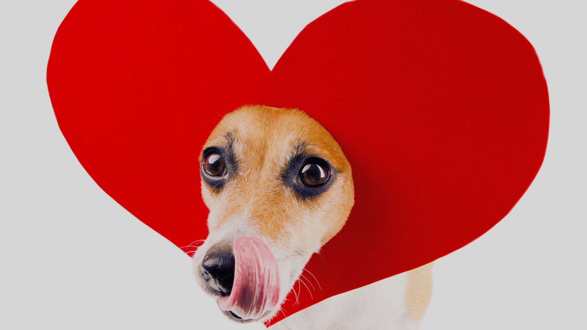 Cachorrinho engraçado com um formato de coração na cabeça.
