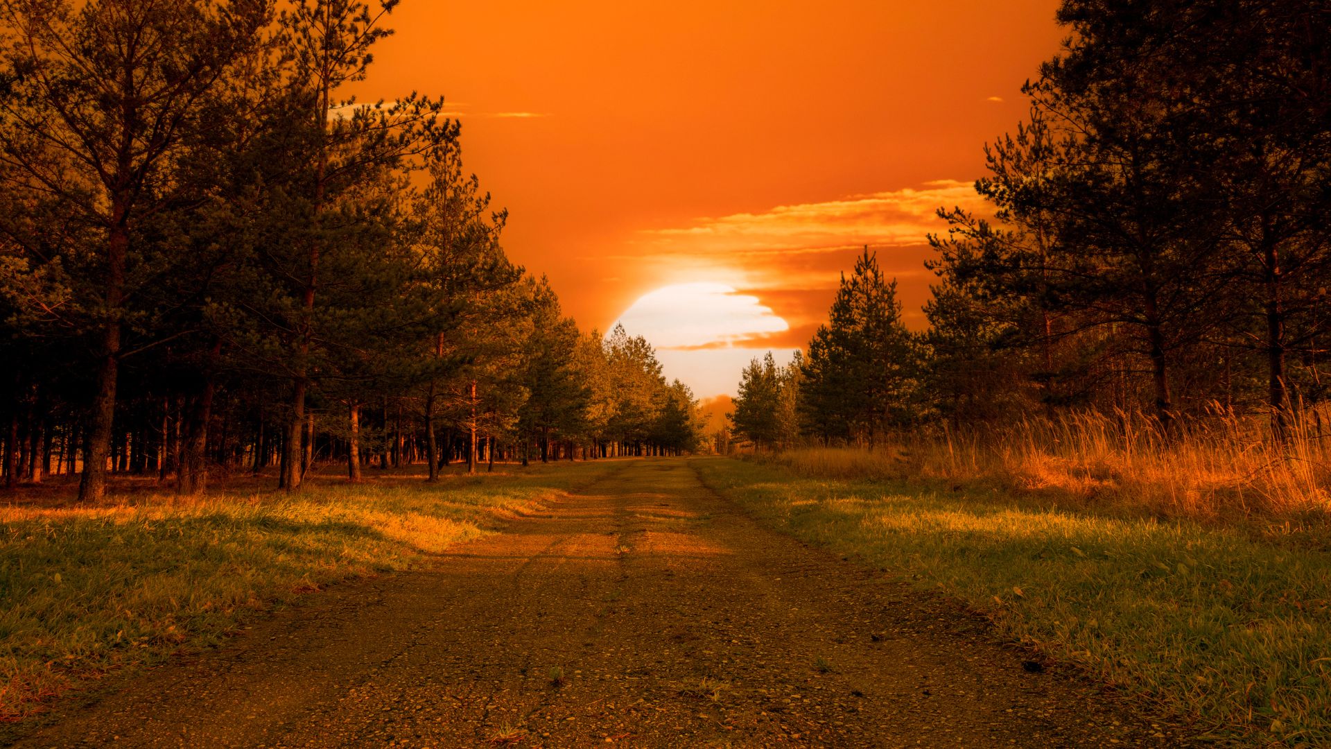 Pôr-do-sol visto de uma estrada de terra e ao redor muitas árvores